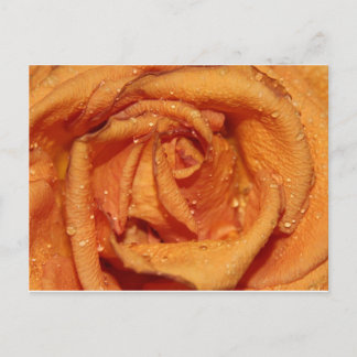 Postal Rosa naranja Dewdrop