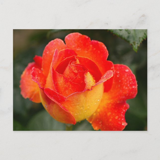 Postal Rosa naranja Floral (Anverso)