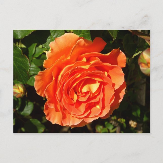 Postal Rosa naranja I Bonito Floral (Anverso)