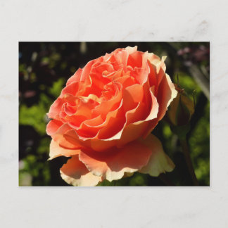 Postal Rosa naranja II Hermosa Floral