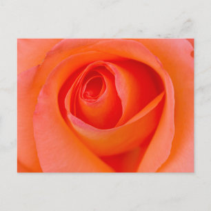 Postal Rosa Naranja Maravillosa Capullo