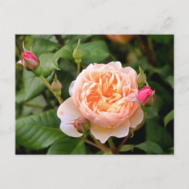 Postal Rosa Naranja pálido y brotes