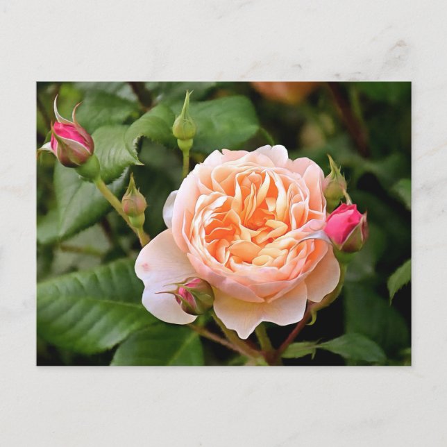 Postal Rosa Naranja pálido y brotes (Anverso)