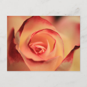 Postal Rosa Naranja romántico