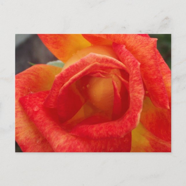 Postal rosa naranja y amarilla (Anverso)