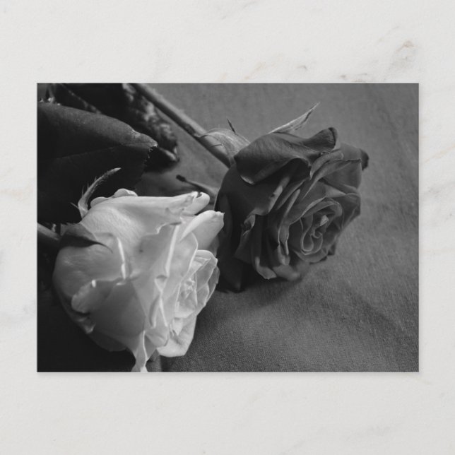 Postal Rosa negra y blanca (Anverso)