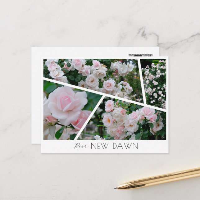 Postal  Rosa New Dawn (Anverso/Reverso In Situ)