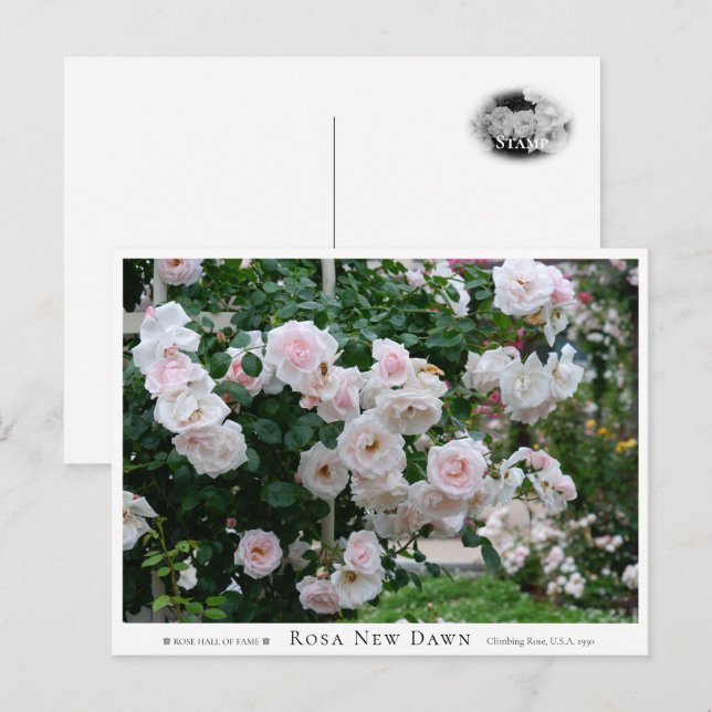Postal Rosa New Dawn (Anverso / Reverso)