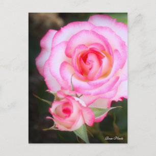 Postal Rosa Nicole:Postal