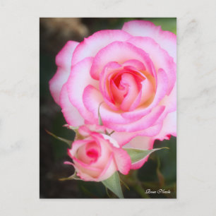 Postal Rosa Nicole:Postal