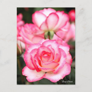 Postal Rosa Nicole:Postal