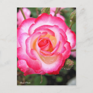 Postal Rosa Nicole Postcard℠