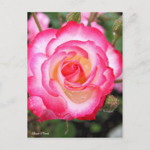 Postal Rosa Nicole Postcard℠