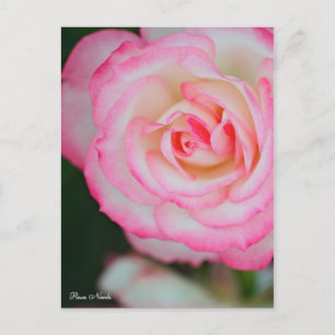 Postal Rosa Nicole [Postcard] ポ ス カ ド