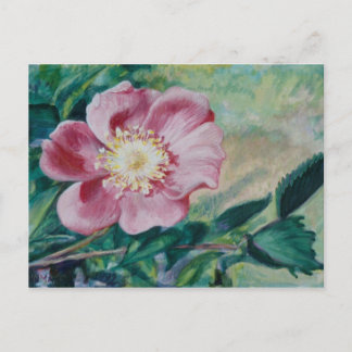 Postal Rosa Nootka ~ (Rosa nutkana)