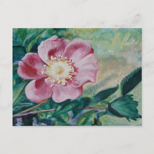 Postal Rosa Nootka ~ (Rosa nutkana) (Anverso)