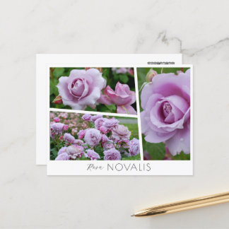 Postal Rosa Novalis