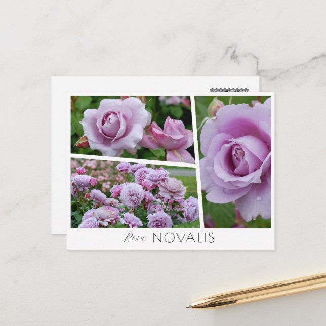 Postal Rosa Novalis (Anverso/Reverso In Situ)
