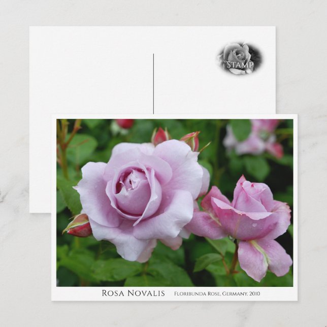 Postal Rosa Novalis (Anverso / Reverso)
