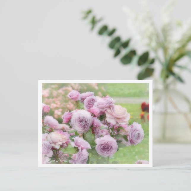 Postal Rosa Novalis (Anverso de pie)
