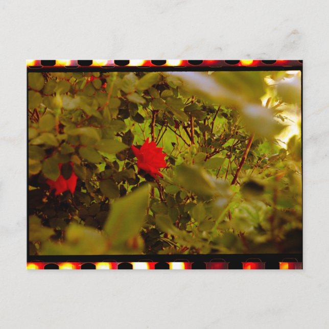 Postal Rosa oculta de película vintage (Anverso)