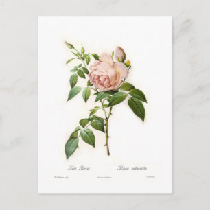Postal Rosa odorata