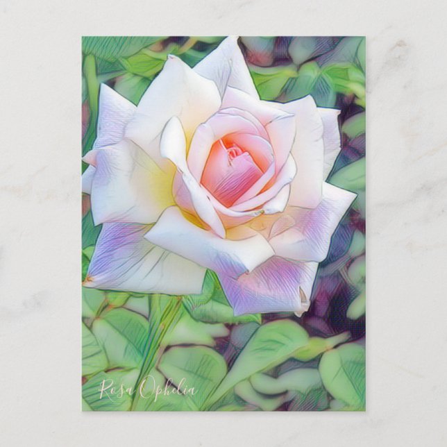 Postal Rosa Ophelia [Postcard] (Anverso)