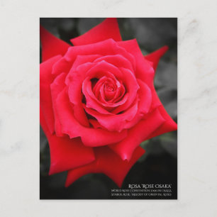 Postal Rosa ‘Osaka Rosa’:Postal
