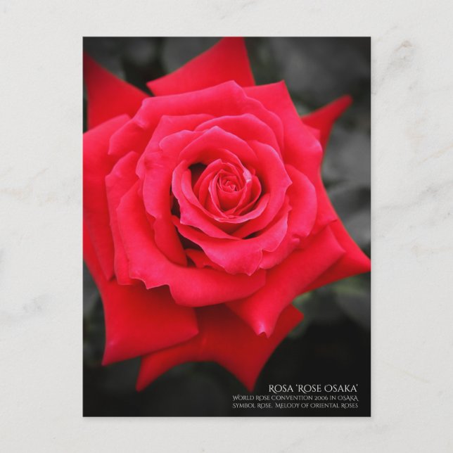 Postal Rosa ‘Osaka Rosa’:Postal (Anverso)