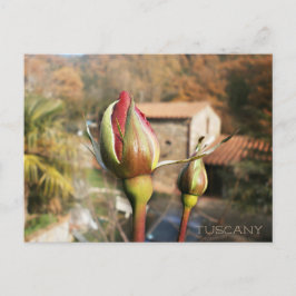 Postal Rosa otoñal toscano. Toscana.