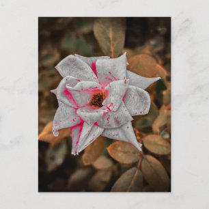 Postal Rosa pálida con vetas rosadas y gotas de agua