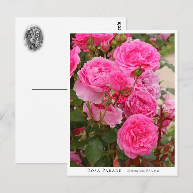 Postal Rosa Parade (Anverso / Reverso)