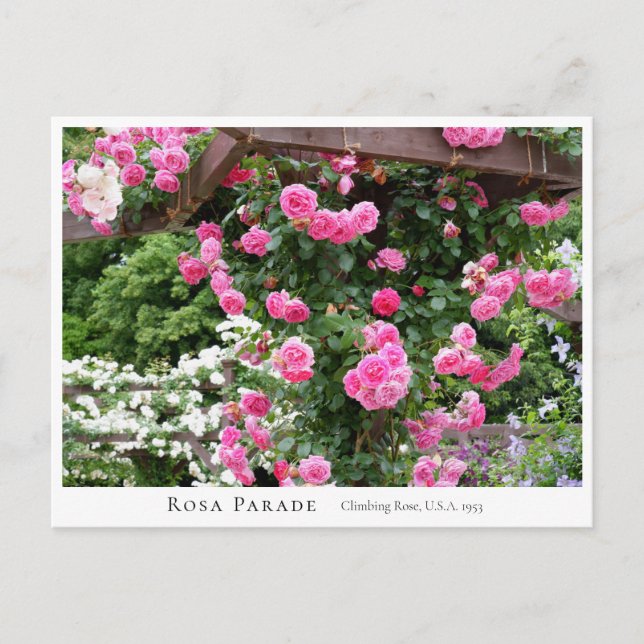 Postal Rosa Parade (Anverso)