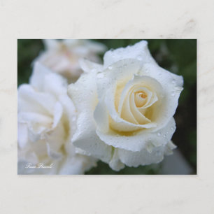 Postal Rosa Pascali [postal]