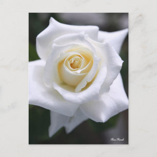 Postal Rosa Pascali:Postcard
