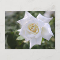 Rosa Pascali:Postcard