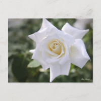 Rosa Pascali:Postcard