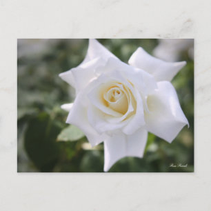 Postal Rosa Pascali:Postcard