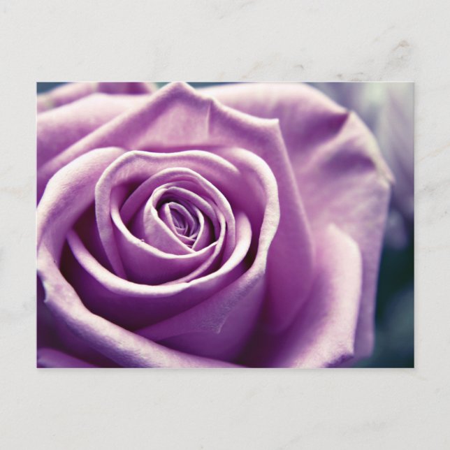 Postal Rosa Pastel (lilac mutado) (Anverso)