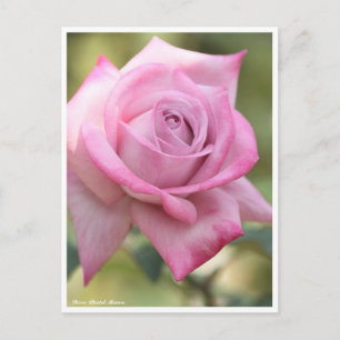 Postal Rosa Pastel Mauve