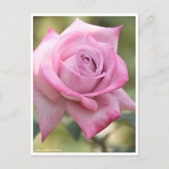 Postal Rosa Pastel Mauve (Anverso)