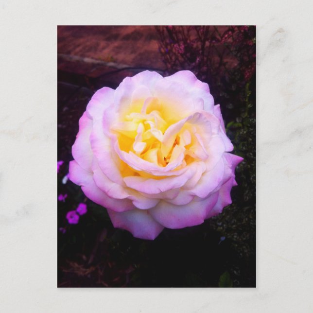 Postal rosa "Paz" (Anverso)