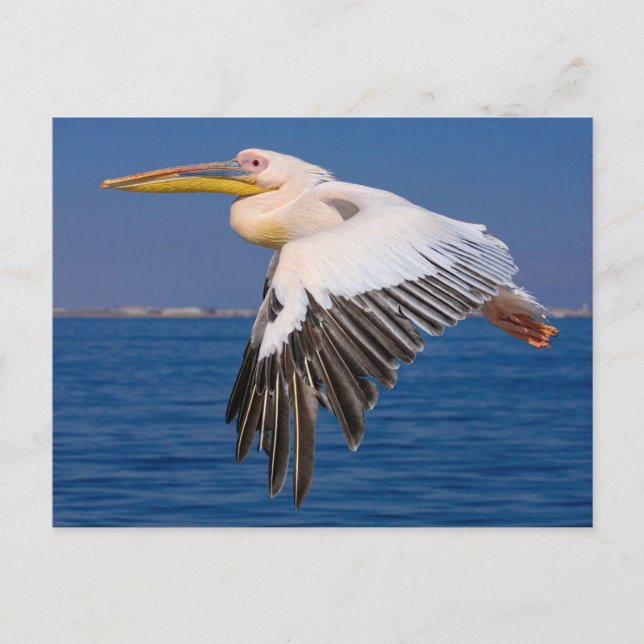 Postal Rosa Pelikan im Flug Postkarte (Anverso)