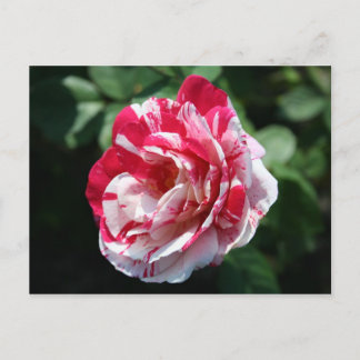 Postal Rosa Pepallow