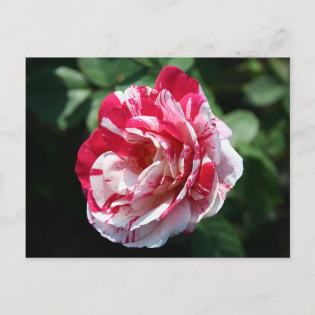 Postal Rosa Pepallow (Anverso)