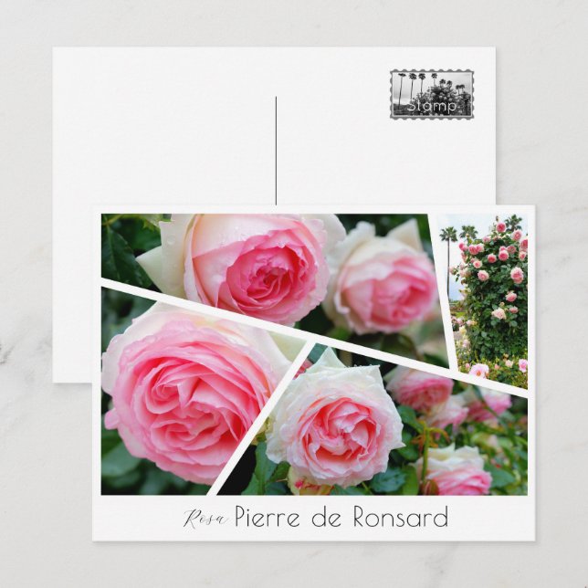 Postal Rosa Pierre de Ronsard (Anverso / Reverso)