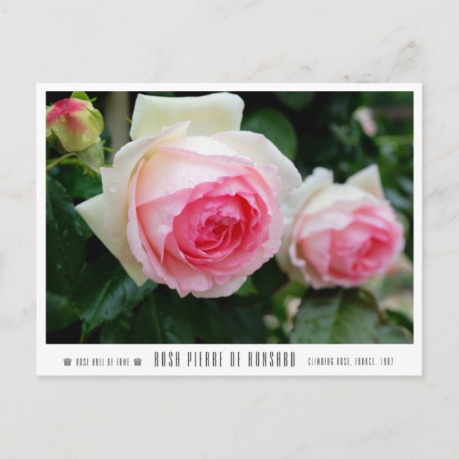 Postal Rosa Pierre de Ronsard (Anverso)