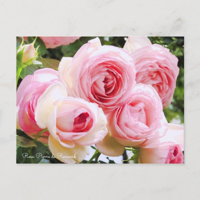 Postal Rosa Pierre de Ronsard [postal] (Anverso)