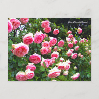 Postal Rosa Pierre de Ronsard [Postal] ポ ス カ ド