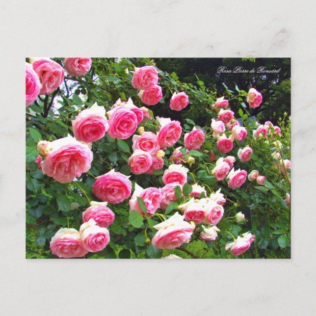Postal Rosa Pierre de Ronsard [Postal] ポ ス カ ド (Anverso)